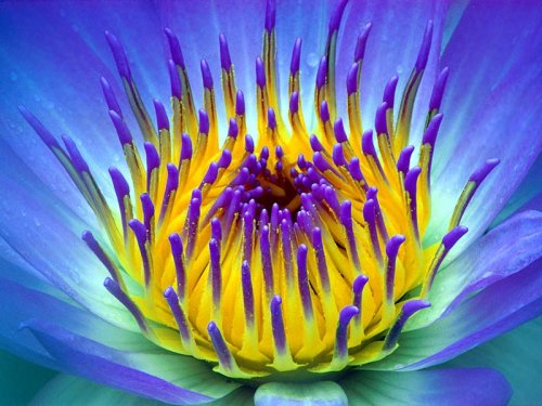 Electric, Water Lily
